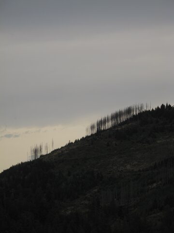 Bare trunks of dead spruce line a dark Harz ridgeline under a pale overcast sky.