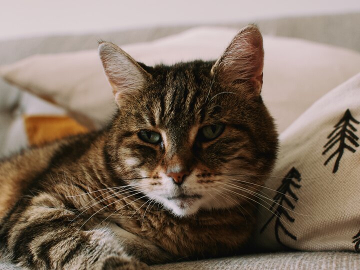 Our cat Luna lying on the sofa, surrounded by cushions.