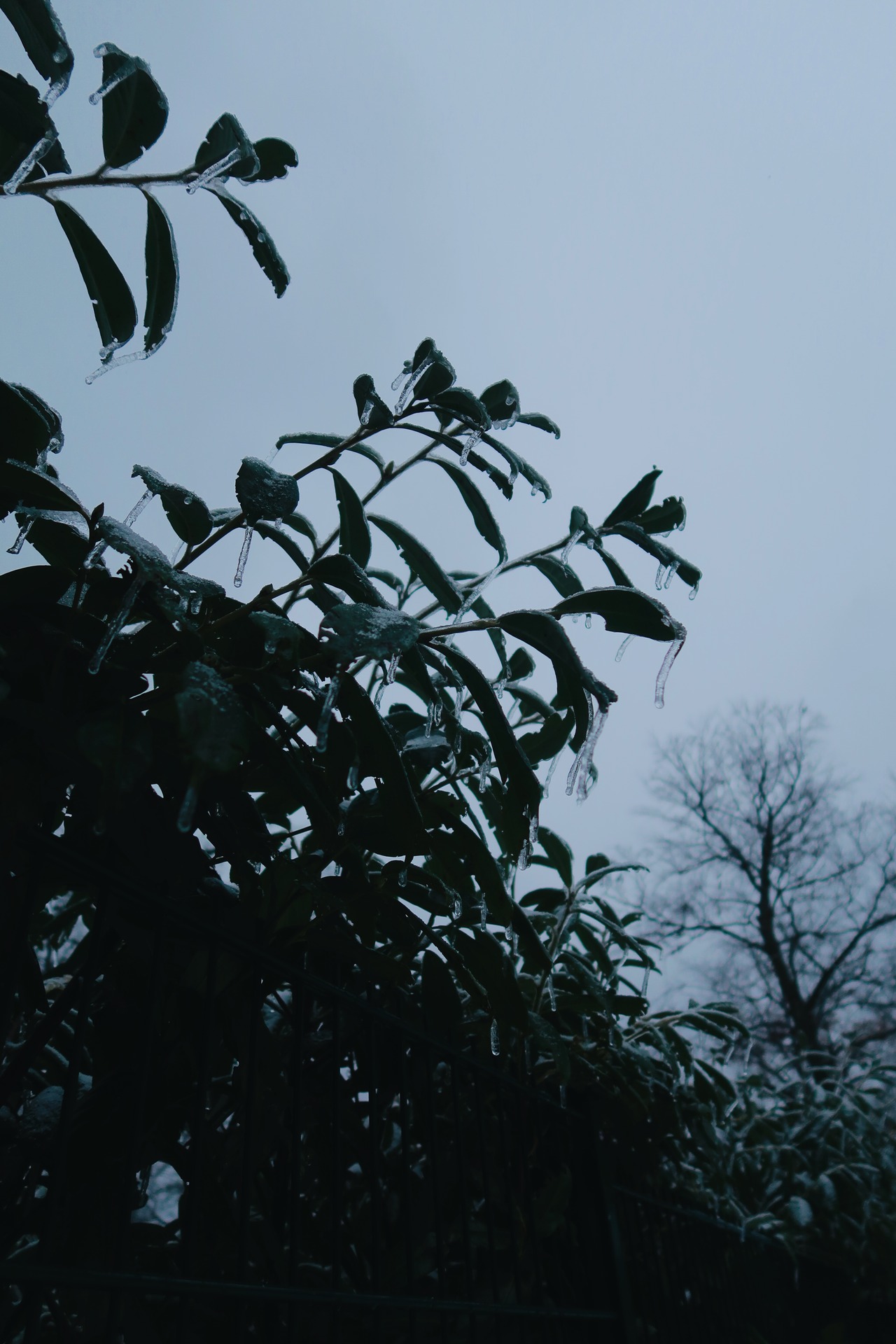 Dark green evergreen leaves forming a hedge, with thin clear icicles hanging from the leaf edges against a pale, overcast winter sky.